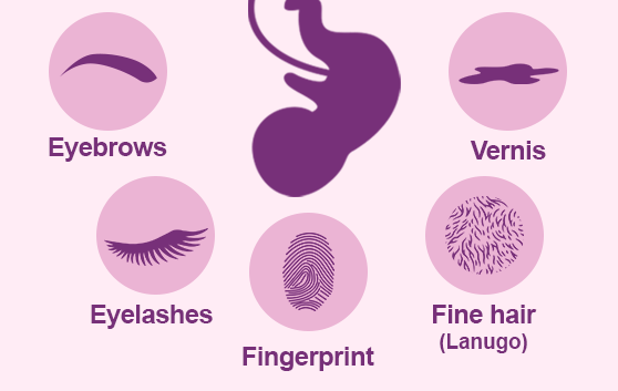 How big the baby when end of second trimester