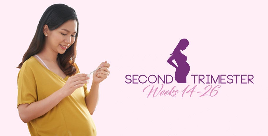 second trimester of pregnancy