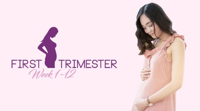 First trimester of pregnancy